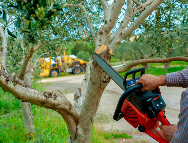 The Steps Involved in Our Tree Care Process in Madison, SD